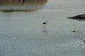 21.10.2012 Saline di Priolo (97)